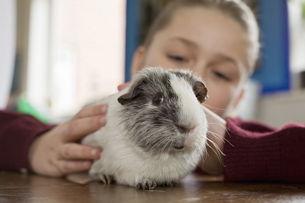 adopt guinea pig.jpg
